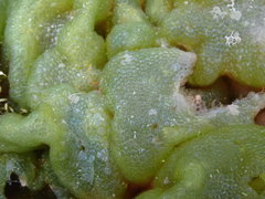Dictyosphaeria cavernosa