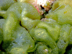 Dictyosphaeria cavernosa
