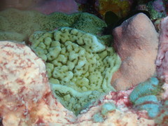 Porites superfusa