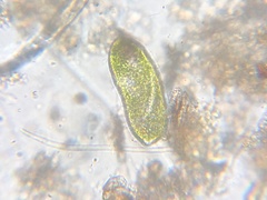 Euglena ehrenbergii