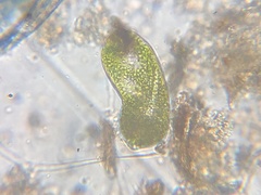 Euglena ehrenbergii