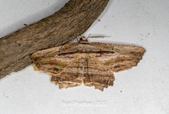 Menophra serpentinaria