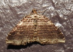 Anticlea multiferata