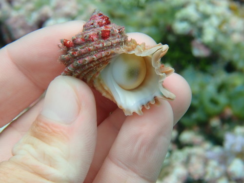 Turbo argyrostomus observed 2021-08-29