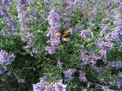 Bombus terrestris