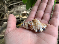 Monoplex intermedius