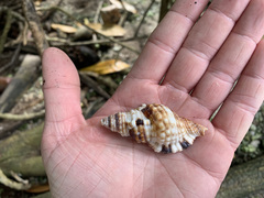 Monoplex intermedius