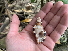 Monoplex intermedius