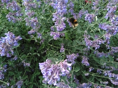 Bombus terrestris
