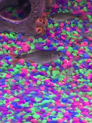 Hyphessobrycon anisitsi