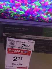 Hyphessobrycon anisitsi