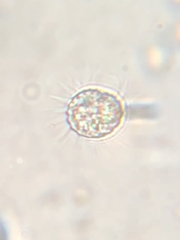 Spirotrichea