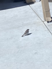 Passer domesticus