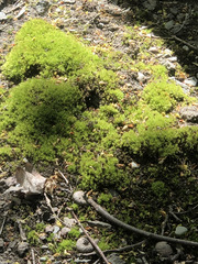 Bryophyta