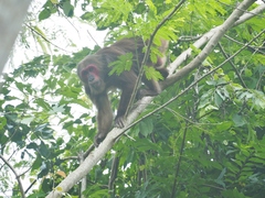 Macaca arctoides