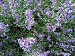 Bombus terrestris