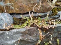 Epilobium brunnescens