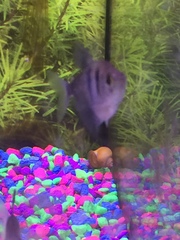 Gymnocorymbus ternetzi