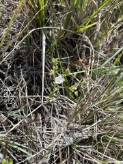 Hesperolinon congestum