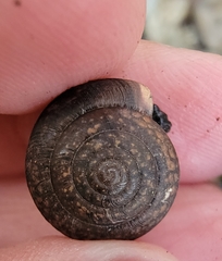 Helminthoglypta contracostae