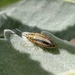 Trirhabda diducta