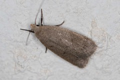 Inga obscuromaculella