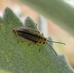 Trirhabda diducta