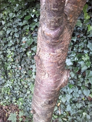 Prunus