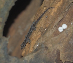 Cnemaspis siamensis