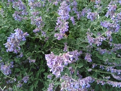 Bombus terrestris