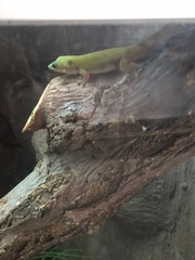 Phelsuma
