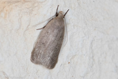 Inga obscuromaculella