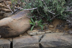 Acanthopsis hoffmannseggiana