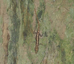 Cnemaspis siamensis