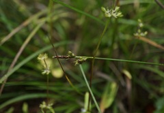 Carex globosa