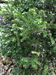 Taxus