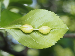 Blaesodiplosis venae