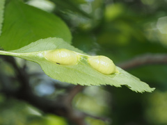 Blaesodiplosis venae