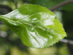 Blaesodiplosis venae