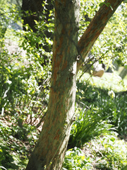 Blaesodiplosis venae