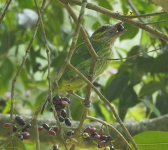 Psilopogon faiostrictus