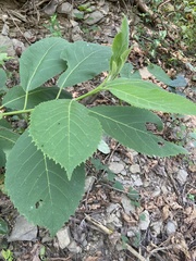 Ehretia dicksonii