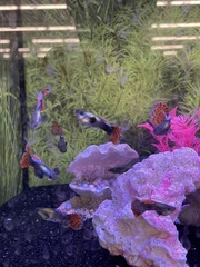 Guppya