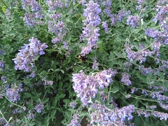 Bombus terrestris