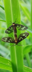 Eressa confinis