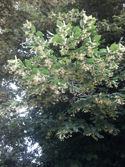 Tilia