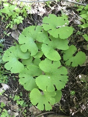 Sanguinaria canadensis
