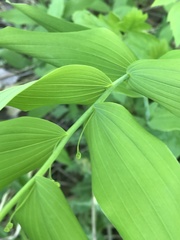 Polygonatum biflorum