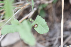 Agroiconota bivittata