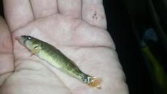 Etheostoma punctulatum